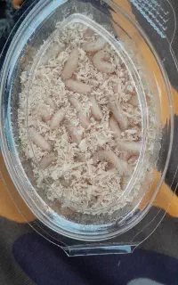 ماگوت(اجیک)