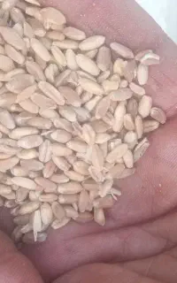 گندم