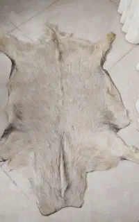 پادری