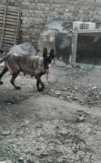 سگ مالنییویز ماده