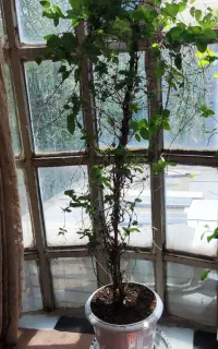 گل و گیاه طبیعی