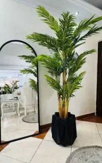 درختچه وارداتی به قیمت عمده تعداد محدود