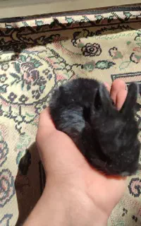 بچه خرگوش جرسی
