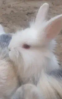خرگوش مارال ۱