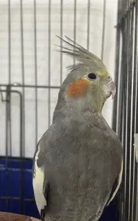 عروس هلندی ماده با قفس