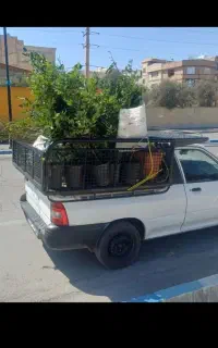 باربری