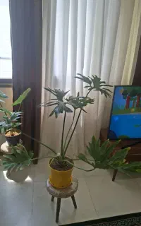 گل آپارتمانی