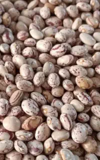 لولیاچیتی