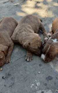 سگ نژاد امریکن پیت بول
