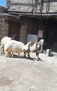 سه بره ماده نازار