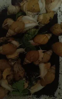 فروش یا معاوضه با هرچی