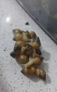 حلزون البینو