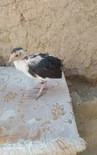 جوجه لاری افغان
