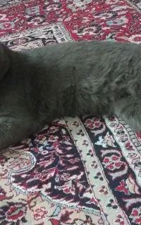 گربه نر اسکاتیش بلو اصل