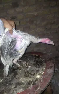 بوقلمون رسمی