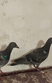 جوجه کبوتر پلاکی