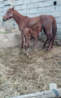 اسب مادیان