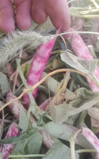 لوبیا چیتی