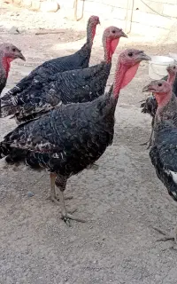 بوقلمون رسمی