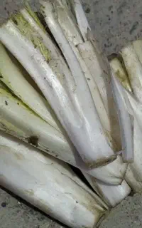 کنگر