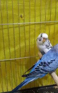 مرغ عشق