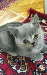 بچه گربه نژاد دار