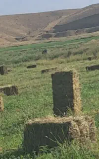 یونجه پرسی