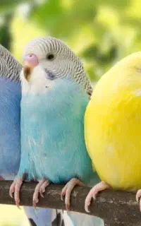 پرنده پیدا شده