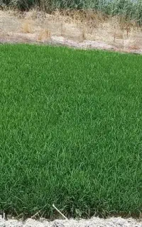 بذر شلتوک شمیم