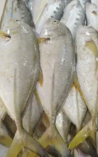 ماهی و میگو