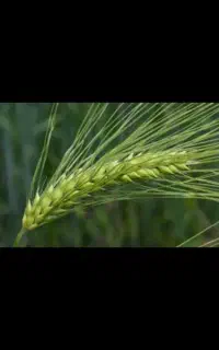 فروش جو شونه ای