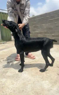 سگ پوینتر شکاری