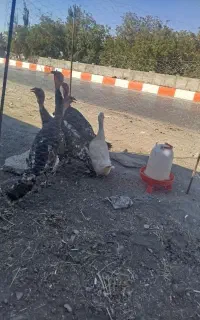 ۴ عدد بوقلمون برنز سینه پهن