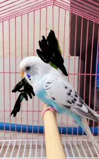 مرغ عشق ماده