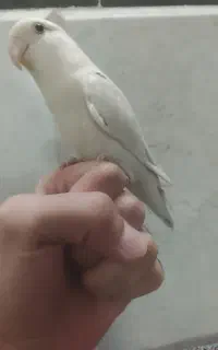 مجسمه کوتوله