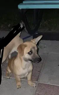 توله (جک راسل شیواوا)