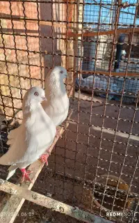 کبوتر تهرونی چشم و نوک صدف