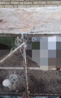 فروش قفس پرنده