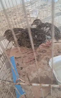 سه تا بلدرچین فروشی