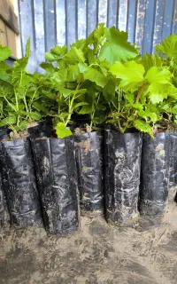 نهالستان انگور نیکخواه