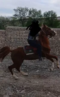 اسب نریون