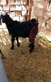 بز‌قاله