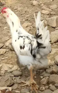 خروس گلین چهل تاج جوان