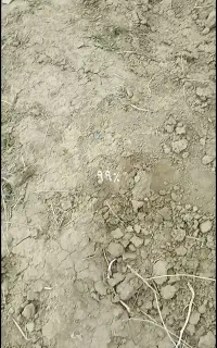 اجازه یا شراکت ۳هکتار زمین کشاورزی بارانی