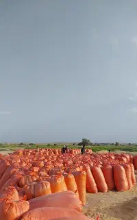 کای سفید گندم