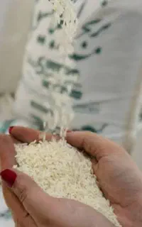 برنج شمال طارم هاشمی  و شیرودی خوشپخت