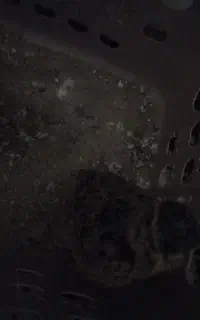 پرنده زیبا به تعداد