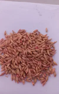 جومحلی بذری پرمحصول بوجارشده صحرا