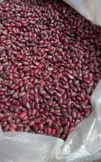 فروش لوبیا یاقوتی سرخ