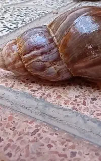 حلزون اچاتینا